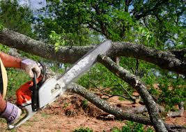 How Our Tree Care Process Works  in  Dunsmuir, CA
