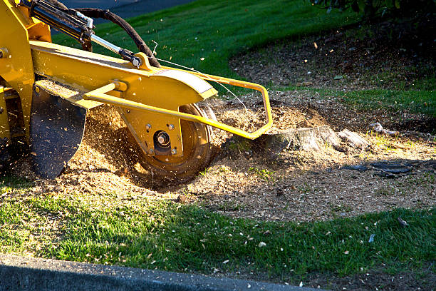 Best Aeration Services  in Dunsmuir, CA